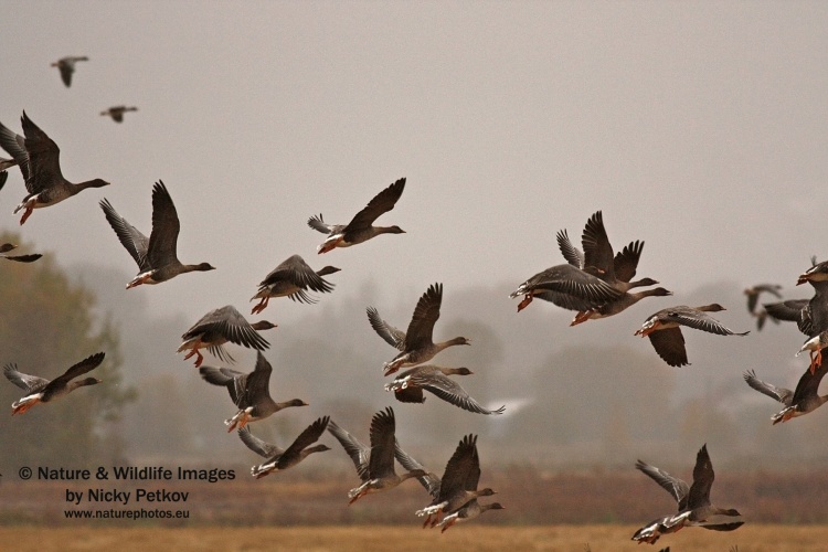 WildLife Photos of Birds, Geese, Ducks & others, Bean Goose, Anser fabalis